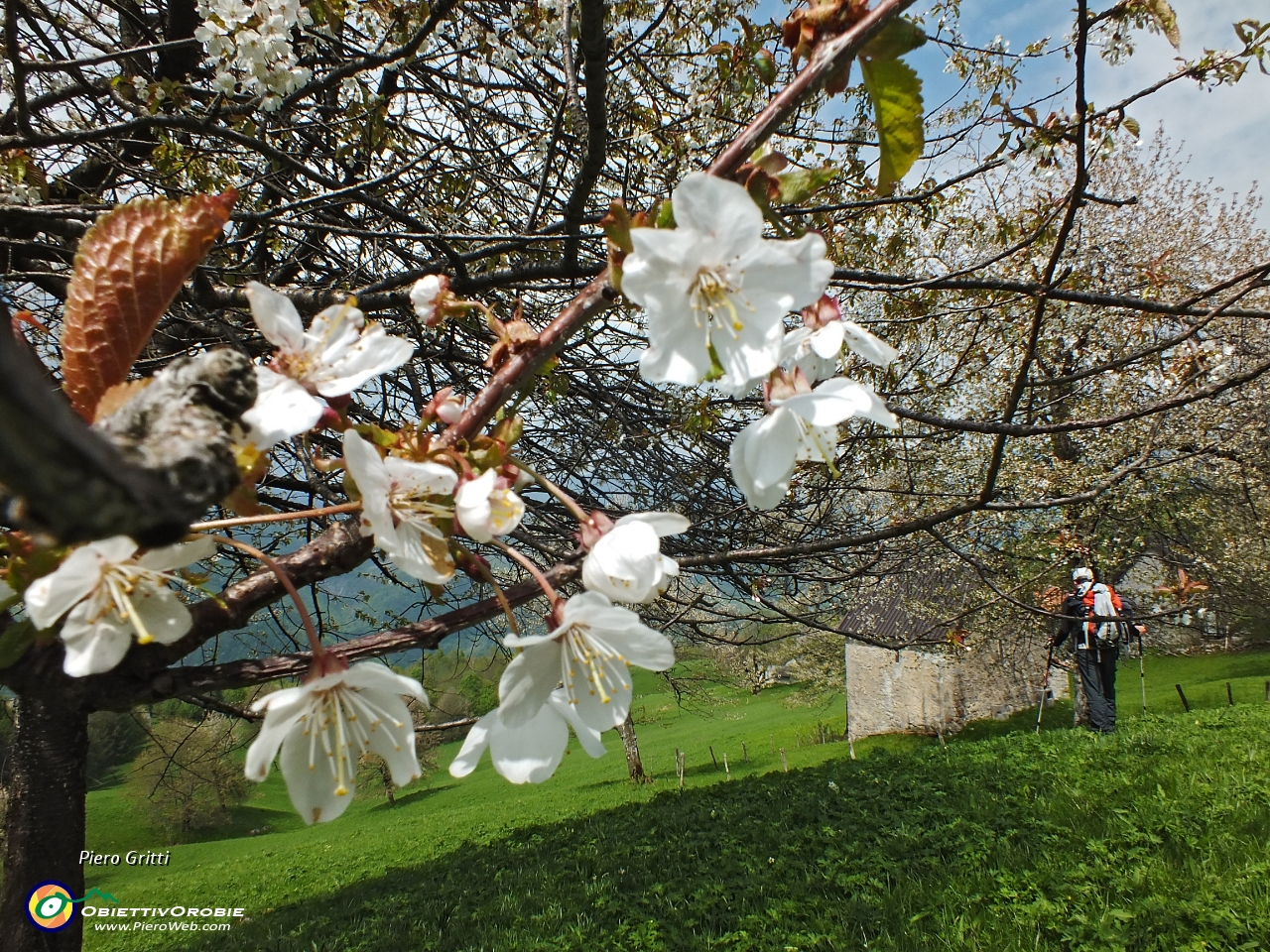 85 Fiori di ciliegio....JPG